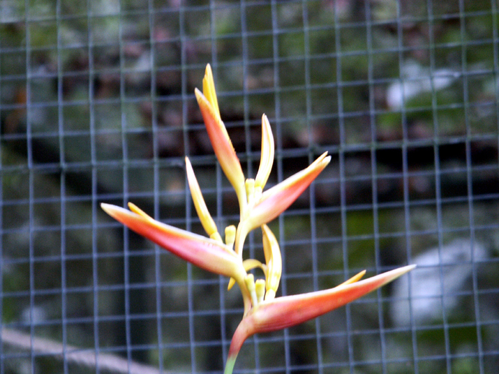 17a - Parc des Mamelles - Zoo 035.jpg - DCF 1.0